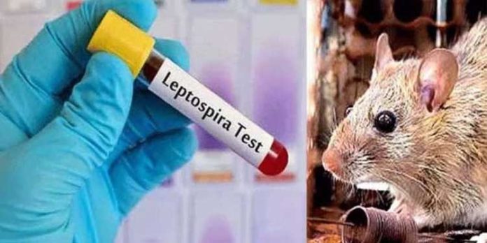 എലിപ്പനിക്കെതിരെ ജാഗ്രത പുലര്ത്തണമെന്ന് ജില്ലാ മെഡിക്കല് ഓഫീസര് എലിപ്പനിക്കെതിരെ ജാഗ്രത പുലര്ത്തണമെന്ന് ജില്ലാ മെഡിക്കല് ഓഫീസര്