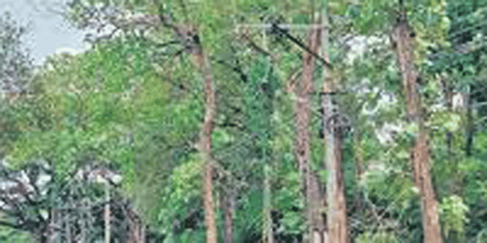 സംസ്ഥാന പാതയായ കെപി റോഡരികിലെ മരങ്ങൾ അപകടക്കെണിയാകുന്നു സംസ്ഥാന പാതയായ കെപി റോഡരികിലെ മരങ്ങൾ അപകടക്കെണിയാകുന്നു