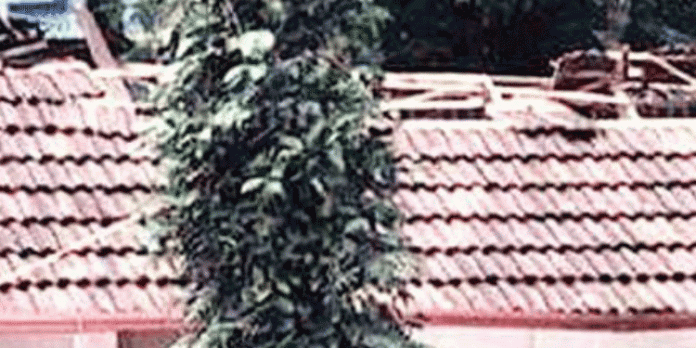 സ്കൂളിന്റെ മേല്ക്കൂര തകര്ന്നു വീണ സംഭവം ; പുനരുദ്ധാരണം നടത്താതുകൊണ്ടെന്ന് ആരോപണം സ്കൂളിന്റെ മേല്ക്കൂര തകര്ന്നു വീണ സംഭവം ; പുനരുദ്ധാരണം നടത്താതുകൊണ്ടെന്ന് ആരോപണം