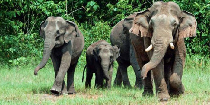 അട്ടപ്പാടിയിലെ ഊരിനുള്ളിൽ കാട്ടാനക്കൂട്ടം ; ആളുകൾ രക്ഷപ്പെട്ടത് തലനാരിഴയ്ക്ക് അട്ടപ്പാടിയിലെ ഊരിനുള്ളിൽ കാട്ടാനക്കൂട്ടം ; ആളുകൾ രക്ഷപ്പെട്ടത് തലനാരിഴയ്ക്ക്