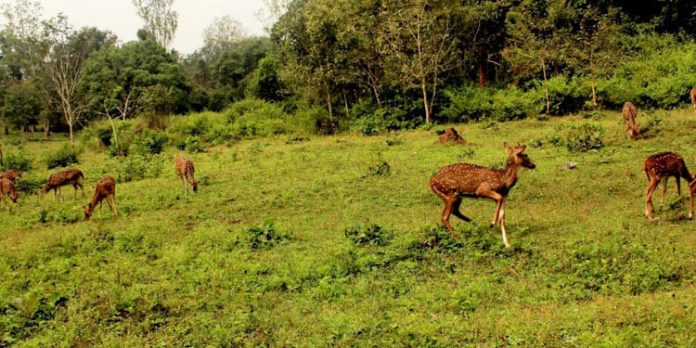 വന്യജീവി വാരാഘോഷം ; എല്ലാ വന്യജീവി സങ്കേതങ്ങളിലും പൊതുജനങ്ങള്ക്ക് സൗജന്യ പ്രവേശനം വന്യജീവി വാരാഘോഷം ; എല്ലാ വന്യജീവി സങ്കേതങ്ങളിലും പൊതുജനങ്ങള്ക്ക് സൗജന്യ പ്രവേശനം