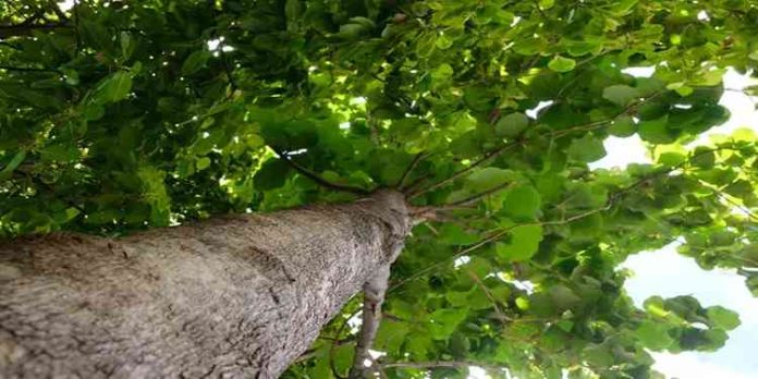ഇടുക്കിയിൽ റിസർവ് വനത്തിൽ നിന്ന് തേക്കുമരങ്ങൾ മുറിച്ച് കടത്തി ഇടുക്കിയിൽ റിസർവ് വനത്തിൽ നിന്ന് തേക്കുമരങ്ങൾ മുറിച്ച് കടത്തി