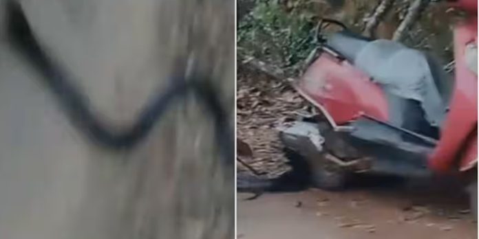 വയനാട് ജില്ലയിലെ തലപ്പുഴയിൽ രാജവെമ്പാലയെ പിടികൂടി വയനാട് ജില്ലയിലെ തലപ്പുഴയിൽ രാജവെമ്പാലയെ പിടികൂടി