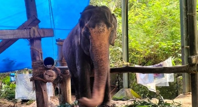 ഗുരുവായൂർ ദേവസ്വം ഗജമുത്തശ്ശി താര ചരിഞ്ഞു ഗുരുവായൂർ ദേവസ്വം ഗജമുത്തശ്ശി താര ചരിഞ്ഞു