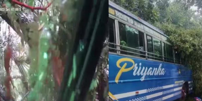 ബസിന് മുകളിലേക്ക് കൂറ്റന് മരം വീണു ; പരിക്കേൽക്കാതെ രക്ഷപെട്ട് യാത്രക്കാർ ബസിന് മുകളിലേക്ക് കൂറ്റന് മരം വീണു ; പരിക്കേൽക്കാതെ രക്ഷപെട്ട് യാത്രക്കാർ