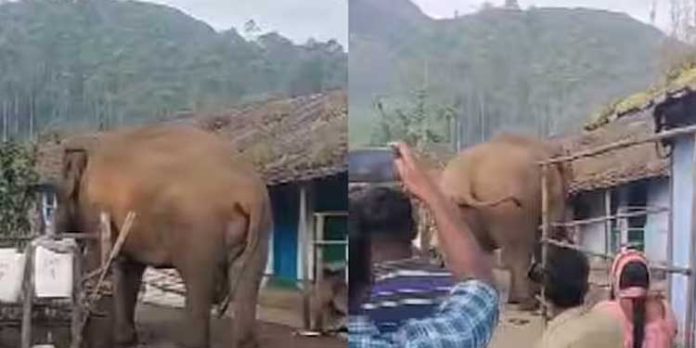 മൂന്നാര് ദേവികുളത്ത് ജനവാസമേഖലയില് വീണ്ടുമിറങ്ങി ഭീതിയുണ്ടാക്കി പടയപ്പ മൂന്നാര് ദേവികുളത്ത് ജനവാസമേഖലയില് വീണ്ടുമിറങ്ങി ഭീതിയുണ്ടാക്കി പടയപ്പ