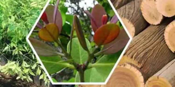 നമ്മുടെ പറമ്പിലും വളർത്താം കോടികൾ വിലമതിക്കുന്ന ചന്ദനമരങ്ങൾ നമ്മുടെ പറമ്പിലും വളർത്താം കോടികൾ വിലമതിക്കുന്ന ചന്ദനമരങ്ങൾ