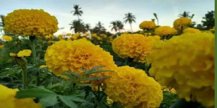 വീട്ടിലെ കൊതുകുശല്യം കുറയ്ക്കാൻ ഈ ചെടികൾ വളർത്താം വീട്ടിലെ കൊതുകുശല്യം കുറയ്ക്കാൻ ഈ ചെടികൾ വളർത്താം