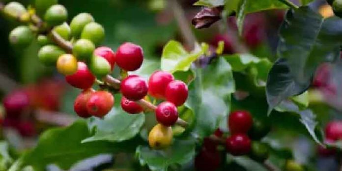 കാപ്പിച്ചെടി എങ്ങനെ വളർത്തി എടുക്കാം ? കാപ്പിച്ചെടി എങ്ങനെ വളർത്തി എടുക്കാം ?