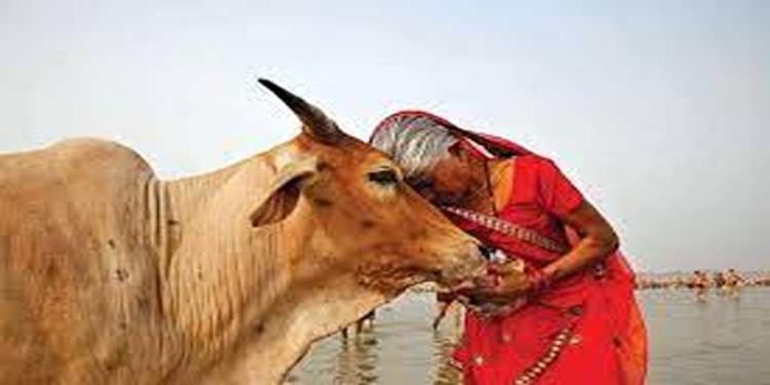 പശുവിനെ രാഷ്ട്ര മാതാവായി പ്രഖ്യാപിക്കണം, പ്രത്യേക മന്ത്രാലയം വേണം; ഡല്ഹിയില് റാലി പശുവിനെ രാഷ്ട്ര മാതാവായി പ്രഖ്യാപിക്കണം, പ്രത്യേക മന്ത്രാലയം വേണം; ഡല്ഹിയില് റാലി
