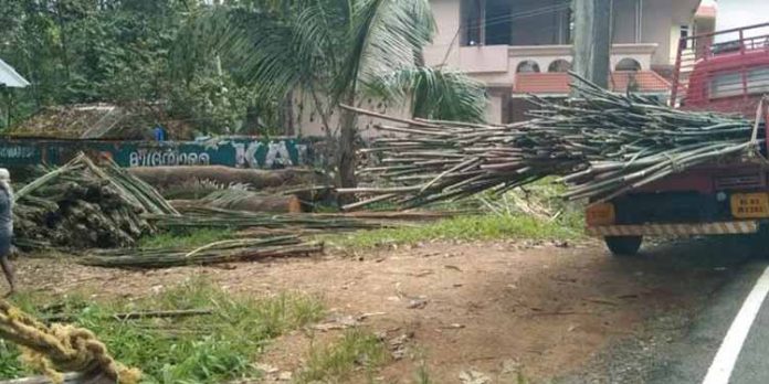 ബാംബു കോർപ്പറേഷന്റെ ഈറ്റവെട്ട് പുനരാരംഭിച്ചു ബാംബു കോർപ്പറേഷന്റെ ഈറ്റവെട്ട് പുനരാരംഭിച്ചു