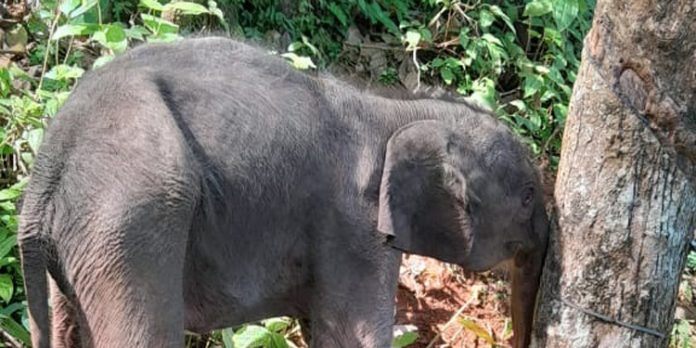 റാന്നി കുരുമ്പന്മൂഴിയില് അവശനിലയില് കുട്ടിയാനയെ കണ്ടെത്തി റാന്നി കുരുമ്പന്മൂഴിയില് അവശനിലയില് കുട്ടിയാനയെ കണ്ടെത്തി