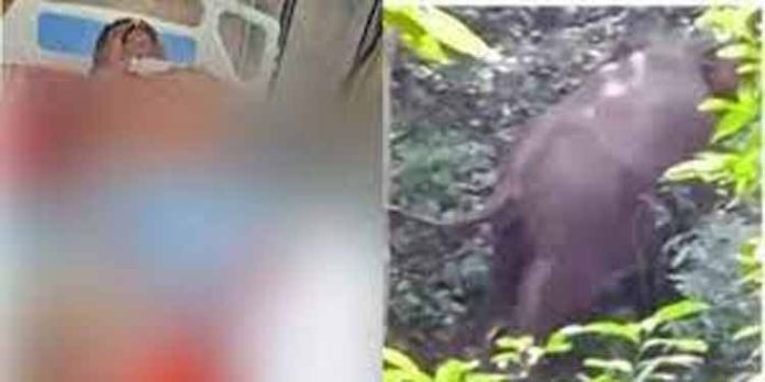 ടാപ്പിങ്ങിന് പോകുകയായിരുന്ന തൊഴിലാളിയെ കാട്ടാന ആക്രമിച്ചു ; കാൽ ചവിട്ടിയൊടിച്ച ശേഷം തുമ്പിക്കൈകൊണ്ട് ചുഴറ്റിയെറിഞ്ഞു ടാപ്പിങ്ങിന് പോകുകയായിരുന്ന തൊഴിലാളിയെ കാട്ടാന ആക്രമിച്ചു ; കാൽ ചവിട്ടിയൊടിച്ച ശേഷം തുമ്പിക്കൈകൊണ്ട് ചുഴറ്റിയെറിഞ്ഞു