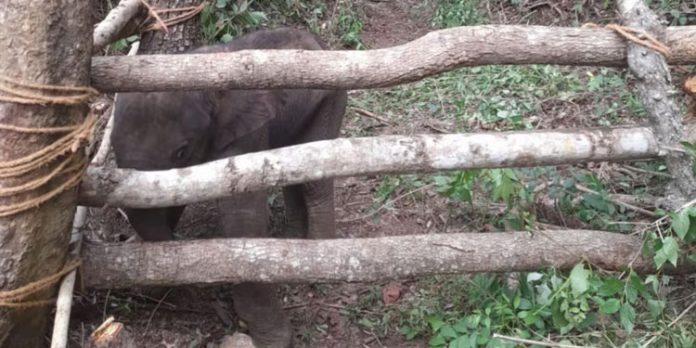 അഗളിയിൽ അവശനിലയിൽ കണ്ടെത്തിയ കുട്ടിയാനക്ക് ധോണിയിൽ ചികിത്സ തുടങ്ങി അഗളിയിൽ അവശനിലയിൽ കണ്ടെത്തിയ കുട്ടിയാനക്ക് ധോണിയിൽ ചികിത്സ തുടങ്ങി