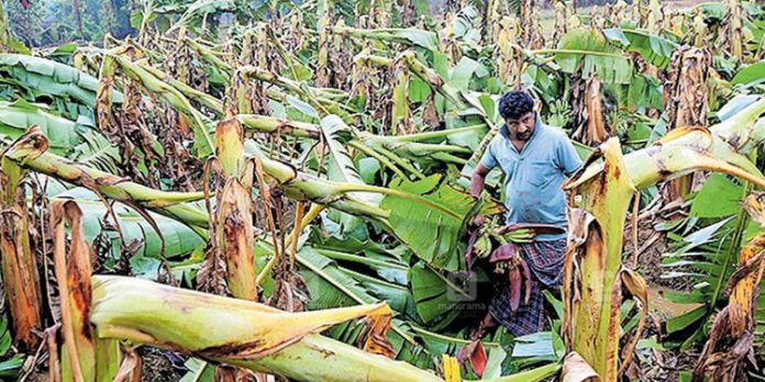 കനത്ത മഴ ; ഇടുക്കിയിൽ 20 ഹെക്ടർ സ്ഥലത്തെ കൃഷി നശിച്ചു കനത്ത മഴ ; ഇടുക്കിയിൽ 20 ഹെക്ടർ സ്ഥലത്തെ കൃഷി നശിച്ചു