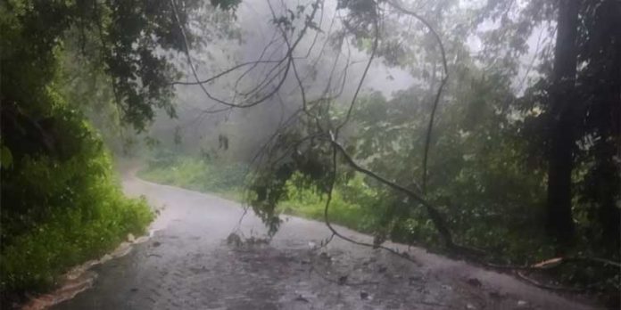 തണ്ണിത്തോട് ചിറ്റാർ റോഡിൽ മരചില്ല ഒടിഞ്ഞ് വീണ് ഗതാഗതം തടസപെട്ടു തണ്ണിത്തോട് ചിറ്റാർ റോഡിൽ മരചില്ല ഒടിഞ്ഞ് വീണ് ഗതാഗതം തടസപെട്ടു