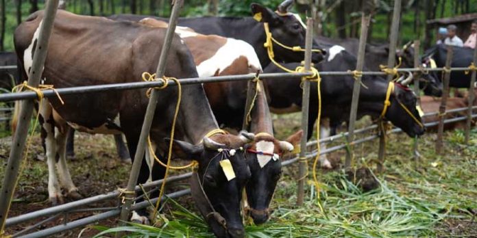 ജില്ലാ ക്ഷീരസംഗമത്തിന്റെ ഭാഗമായി കന്നുകാലി പ്രദർശനം നടന്നു ജില്ലാ ക്ഷീരസംഗമത്തിന്റെ ഭാഗമായി കന്നുകാലി പ്രദർശനം നടന്നു