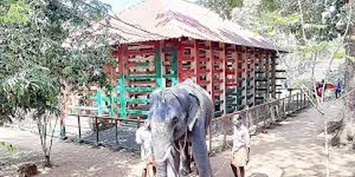 കോന്നി ആനക്കൂട്ടില് 3-ഡി പ്രദർശന ശാലയും തയ്യാര് കോന്നി ആനക്കൂട്ടില് 3-ഡി പ്രദർശന ശാലയും തയ്യാര്