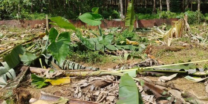 കല്ലേലി പള്ളിയ്ക്ക് സമീപം ഇറങ്ങിയ കാട്ടാനക്കൂട്ടം കൃഷി നശിപ്പിച്ചു കല്ലേലി പള്ളിയ്ക്ക് സമീപം ഇറങ്ങിയ കാട്ടാനക്കൂട്ടം കൃഷി നശിപ്പിച്ചു
