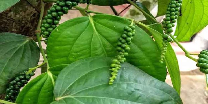 കുരുമുളക് കൃഷി ലാഭകരമാക്കാം കുരുമുളക് കൃഷി ലാഭകരമാക്കാം