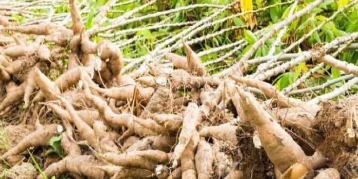 വെള്ളം ഈ രീതിയിൽ സ്പ്രേ ചെയ്താൽ മരിച്ചീനി കൃഷിയിലെ സകല രോഗങ്ങളും ഇല്ലാതാകും വെള്ളം ഈ രീതിയിൽ സ്പ്രേ ചെയ്താൽ മരിച്ചീനി കൃഷിയിലെ സകല രോഗങ്ങളും ഇല്ലാതാകും