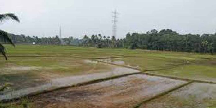 പ്രതികൂല കാലാവസ്ഥകള് അവഗണിച്ച് മകര കൊയ്ത്തിനുള്ള വിത്തെറിഞ്ഞ് വള്ളിക്കോട്ടെ നെല് കര്ഷകര് പ്രതികൂല കാലാവസ്ഥകള് അവഗണിച്ച് മകര കൊയ്ത്തിനുള്ള വിത്തെറിഞ്ഞ് വള്ളിക്കോട്ടെ നെല് കര്ഷകര്