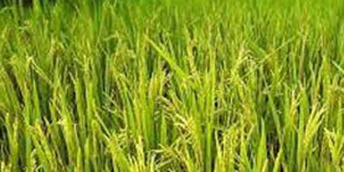 അടിസ്ഥാന സൗകര്യങ്ങള് ഇല്ല ; കൃഷി ഉപേക്ഷിക്കാനൊരുങ്ങി കര്ഷകര് അടിസ്ഥാന സൗകര്യങ്ങള് ഇല്ല ; കൃഷി ഉപേക്ഷിക്കാനൊരുങ്ങി കര്ഷകര്