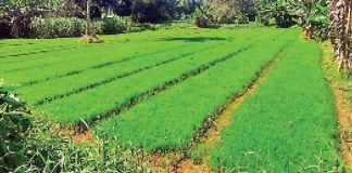 ഓണത്തിന് മുൻപ് നെല്ലിന്റെ പണം നൽകുമെന്ന സർക്കാർ ഉറപ്പ് പാഴായി