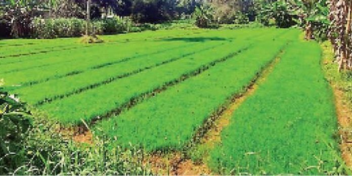 പാടശേഖരങ്ങൾ വെള്ളക്കെട്ടിലായതോടെ നെൽക്കൃഷിയുടെ വിത വൈകുന്നു പാടശേഖരങ്ങൾ വെള്ളക്കെട്ടിലായതോടെ നെൽക്കൃഷിയുടെ വിത വൈകുന്നു