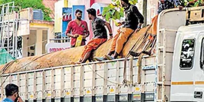 പൂവത്തൂർ പടിഞ്ഞാറ് പള്ളിയോട പുനർനിർമാണത്തിനായി എത്തിച്ച ആഞ്ഞിലിത്തടി ഘോഷയാത്രയ്ക്ക് വന് സ്വീകരണം പൂവത്തൂർ പടിഞ്ഞാറ് പള്ളിയോട പുനർനിർമാണത്തിനായി എത്തിച്ച ആഞ്ഞിലിത്തടി ഘോഷയാത്രയ്ക്ക് വന് സ്വീകരണം