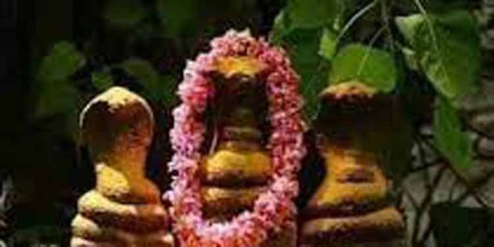 ആയില്ല്യ പൂജക്കൊരുങ്ങി ക്ഷേത്രങ്ങള് ആയില്ല്യ പൂജക്കൊരുങ്ങി ക്ഷേത്രങ്ങള്