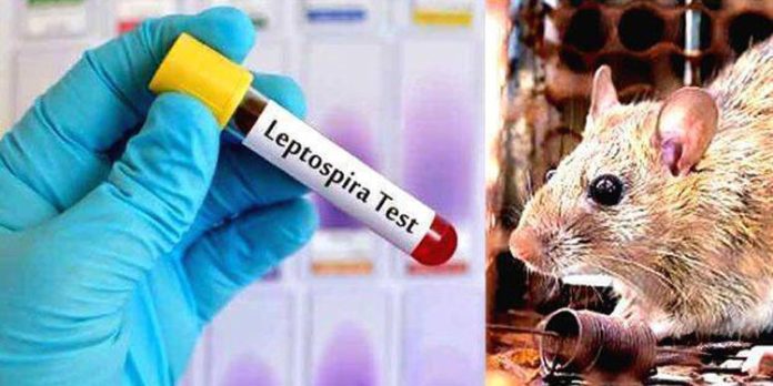 സംസ്ഥാനത്ത് എലിപ്പനി പടരുന്നു ; ജാഗ്രതാ നിർദ്ദേശം നൽകി ആരോഗ്യവകുപ്പ് സംസ്ഥാനത്ത് എലിപ്പനി പടരുന്നു ; ജാഗ്രതാ നിർദ്ദേശം നൽകി ആരോഗ്യവകുപ്പ്