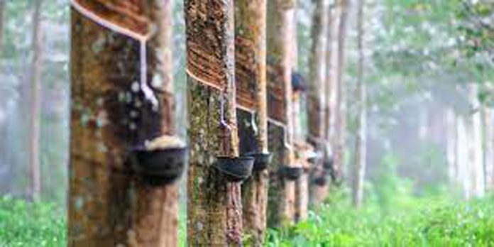 റബറിന് താങ്ങുവില ഏർപ്പെടുത്തണം ; കിസാൻ ജനത ജില്ലാ കമ്മിറ്റി റബറിന് താങ്ങുവില ഏർപ്പെടുത്തണം ; കിസാൻ ജനത ജില്ലാ കമ്മിറ്റി