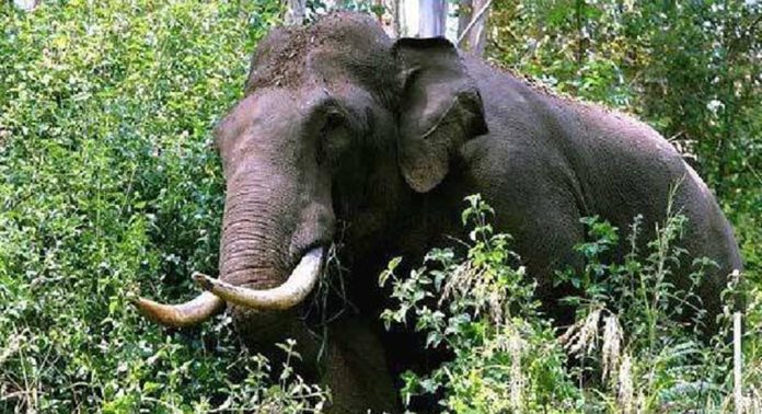 ജീപ്പിന് നേരെ പാഞ്ഞടുത്ത് കാട്ടാന ; ആറളത്ത് വനംവകുപ്പ് ഉദ്യോഗസ്ഥര് രക്ഷപെട്ടത് തലനാരിഴക്ക് ജീപ്പിന് നേരെ പാഞ്ഞടുത്ത് കാട്ടാന ; ആറളത്ത് വനംവകുപ്പ് ഉദ്യോഗസ്ഥര് രക്ഷപെട്ടത് തലനാരിഴക്ക്