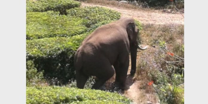 ജനവാസ മേഖലയിൽ ഭീതി പരത്തി ധോണിയിൽ വീണ്ടും ഒറ്റയാന് ഇറങ്ങി ജനവാസ മേഖലയിൽ ഭീതി പരത്തി ധോണിയിൽ വീണ്ടും ഒറ്റയാന് ഇറങ്ങി