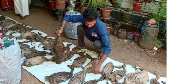 ആലപ്പുഴയിൽ താറാവുകൾ കൂട്ടത്തോടെ ചത്തനിലയിൽ ; വിഷം ഉള്ളിൽ ചെന്നാണ് ചത്തതെന്നാണ് സംശയം ആലപ്പുഴയിൽ താറാവുകൾ കൂട്ടത്തോടെ ചത്തനിലയിൽ ; വിഷം ഉള്ളിൽ ചെന്നാണ് ചത്തതെന്നാണ് സംശയം