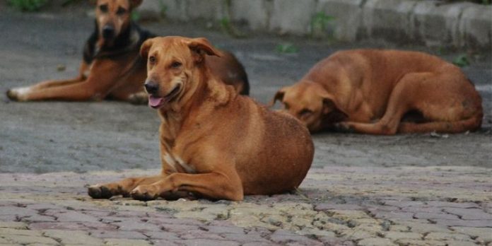 ആന്ധ്രയിൽ ആറ് വയസുകാരനു നേരെ തെരുവ് നായ്ക്കളുടെ ആക്രമണം ; കുട്ടിക്ക് ഗുരുതര പരിക്ക് ആന്ധ്രയിൽ ആറ് വയസുകാരനു നേരെ തെരുവ് നായ്ക്കളുടെ ആക്രമണം ; കുട്ടിക്ക് ഗുരുതര പരിക്ക്