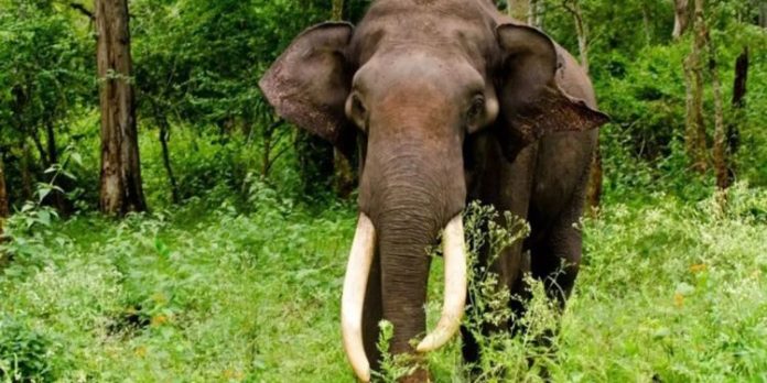 ഇടുക്കിയിൽ വനമേഖലയിലൊളിപ്പിച്ച ആനക്കൊമ്പുകൾ കണ്ടെടുത്തു ഇടുക്കിയിൽ വനമേഖലയിലൊളിപ്പിച്ച ആനക്കൊമ്പുകൾ കണ്ടെടുത്തു