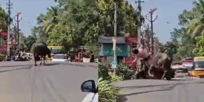 സ്കൂട്ടർ യാത്രികനെ കുത്തി വീഴ്ത്തി : പോത്തിന്റെ പരാക്രമം, ആറു പേർക്ക് പരിക്ക് സ്കൂട്ടർ യാത്രികനെ കുത്തി വീഴ്ത്തി : പോത്തിന്റെ പരാക്രമം, ആറു പേർക്ക് പരിക്ക്