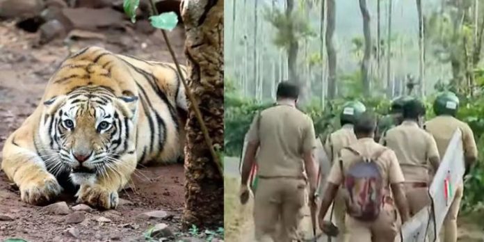കടുവയെ തിരഞ്ഞ് വനംവകുപ്പ് ; വാകേരിയിൽ നിരോധനാജ്ഞ കടുവയെ തിരഞ്ഞ് വനംവകുപ്പ് ; വാകേരിയിൽ നിരോധനാജ്ഞ