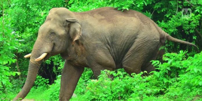 അയ്യപ്പഭക്തരുടെ വാഹനത്തിന് നേരെ കാട്ടാന ആക്രമണം ; കുട്ടികൾക്കടക്കം പരിക്ക് അയ്യപ്പഭക്തരുടെ വാഹനത്തിന് നേരെ കാട്ടാന ആക്രമണം ; കുട്ടികൾക്കടക്കം പരിക്ക്