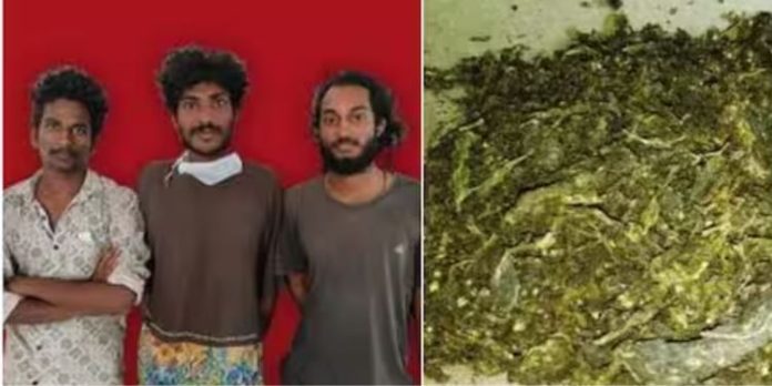 ആലപ്പുഴയില് ഒന്നര കിലോഗ്രാം കഞ്ചാവുമായി യുവാക്കളെ പിടികൂടി എക്സൈസ് ആലപ്പുഴയില് ഒന്നര കിലോഗ്രാം കഞ്ചാവുമായി യുവാക്കളെ പിടികൂടി എക്സൈസ്