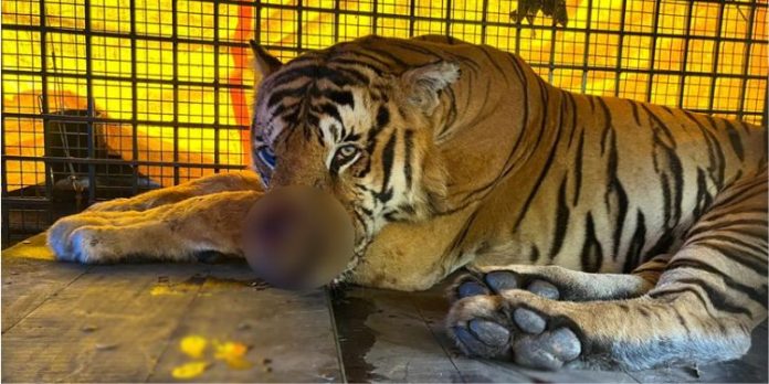 പ്രതിഷേധം അഞ്ച് മണിക്കൂർ പിന്നിട്ടു ; നരഭോജി കടുവയെ കൊണ്ടുപോകാന് സമ്മതിക്കാതെ നാട്ടുകാര് പ്രതിഷേധം അഞ്ച് മണിക്കൂർ പിന്നിട്ടു ; നരഭോജി കടുവയെ കൊണ്ടുപോകാന് സമ്മതിക്കാതെ നാട്ടുകാര്