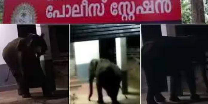 പോലീസ് സ്റ്റേഷനിൽ പരാക്രമവുമായി ഒറ്റയാൻ ; കുടുങ്ങി പോലീസുകാർ പോലീസ് സ്റ്റേഷനിൽ പരാക്രമവുമായി ഒറ്റയാൻ ; കുടുങ്ങി പോലീസുകാർ