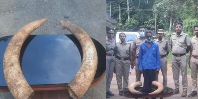 ആനക്കൊമ്പ് വിൽപ്പന നടത്താൻ ശ്രമം ; ഒരാൾ പിടിയിൽ ആനക്കൊമ്പ് വിൽപ്പന നടത്താൻ ശ്രമം ; ഒരാൾ പിടിയിൽ