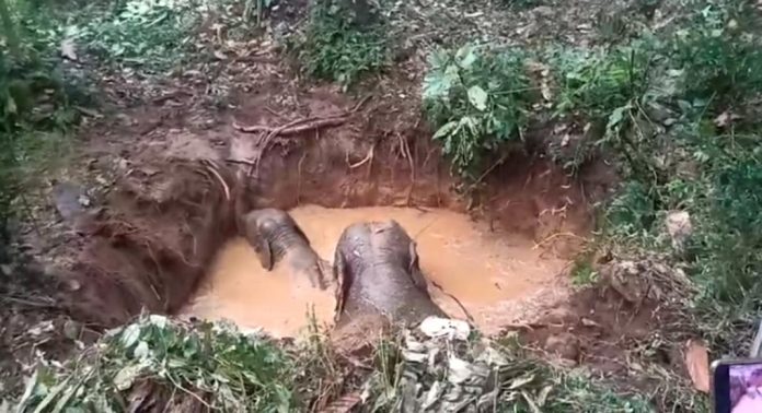 മാമലക്കണ്ടത്ത് കാട്ടാനയും കുഞ്ഞും കിണറ്റില് വീണു മാമലക്കണ്ടത്ത് കാട്ടാനയും കുഞ്ഞും കിണറ്റില് വീണു
