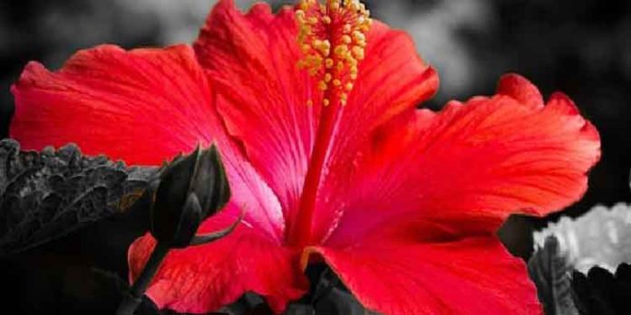 മുഖ ഭംഗിക്ക് ചെമ്പരത്തി ഉപയോഗിക്കാം മുഖ ഭംഗിക്ക് ചെമ്പരത്തി ഉപയോഗിക്കാം