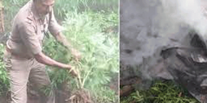 പാലക്കാട് അട്ടപ്പാടി വനമേഖലയിൽ കഞ്ചാവ് തോട്ടങ്ങൾ കണ്ടെത്തി പാലക്കാട് അട്ടപ്പാടി വനമേഖലയിൽ കഞ്ചാവ് തോട്ടങ്ങൾ കണ്ടെത്തി