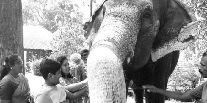 കോന്നി ആനത്താവളത്തിലെ ആനകളെ ഊട്ടാന് അവസരമൊരുക്കി വനംവകുപ്പും ഇക്കോ ടൂറിസവും കോന്നി ആനത്താവളത്തിലെ ആനകളെ ഊട്ടാന് അവസരമൊരുക്കി വനംവകുപ്പും ഇക്കോ ടൂറിസവും