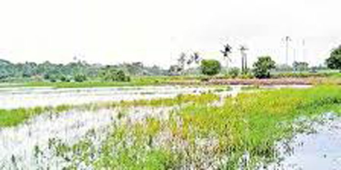 മഴ കാരണം കൃഷി വൈകി ; നെൽകർഷകർ ദുരിതത്തിൽ മഴ കാരണം കൃഷി വൈകി ; നെൽകർഷകർ ദുരിതത്തിൽ